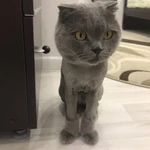 Фото №15 Стрижка кошек - гигиена животных