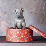 Фото №11 ЩЕНКИ ТАЙСКИХ РИДЖБЕКОВ