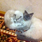 Передержка котов, кошек