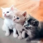 Фото №4 Вязка мейн-кун