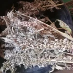 Фото №5 Пустырник. Цена за 100 грамм.