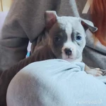 Фото №4 Щенки американского булли