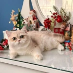 Фото №2 Британская девочка Лазура