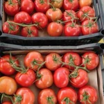 фото помидор