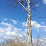 Фото №4 Удаление деревьев Валдай и Валдайский район