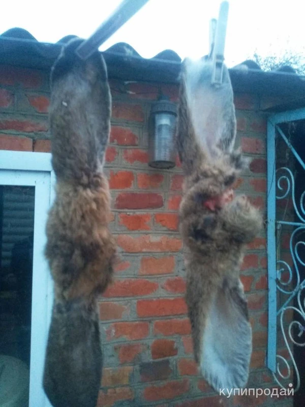 Фото продам сушёные уши домашнего кролика (Лакомство для собак)