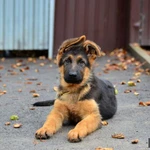 Фото №6 Немецкая овчарка щенки