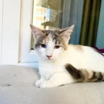 Фото №9 Котенок Веснушка - воплощение позитива и радости в дар