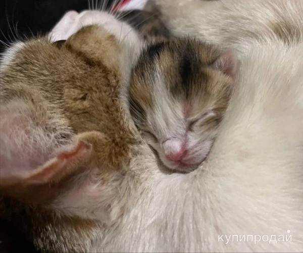 Фото Котенок 2 месяца девочка