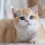 Фото №8 Ваш лучший новогодний подарок