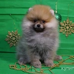 Фото №3 Плюшевый мальчик - померанский шпиц