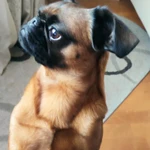 Фото №3 Вязка Пти-брабансон