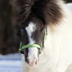 Фото №10 Продажа пони. Пони-ферма