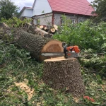 Фото №7 Услуги по спиливанию деревьев