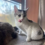 Фото №9 Котенок Булочка в добрые руки