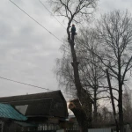 Фото №2 Спилить дерево в Некрасовском, Лобне