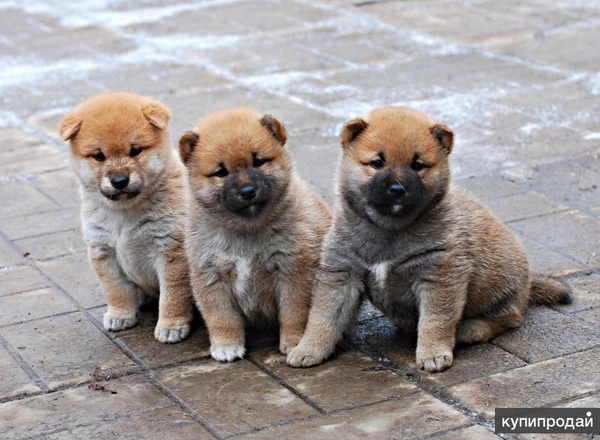 Фото Щенки Сиба