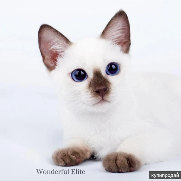 Фото Тайский котенок
