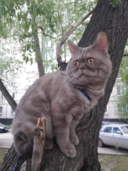 Фото кот ищет кошку