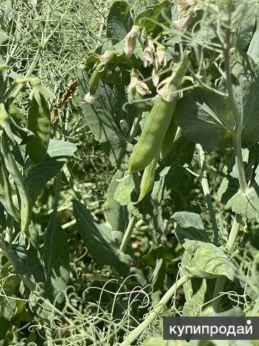 Фото Семена гороха ярового Усатый кормовой Аксайский усатый 7