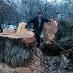 Фото №2 Спил деревьев