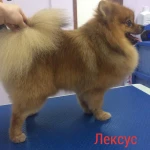 Фото №2 Стрижка собак и кошек