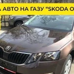 Аренда авто Skoda Octavia