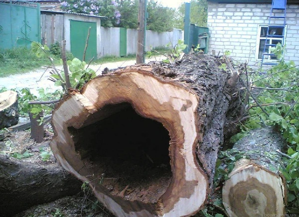 Фото Расчистка участков под Строительство Нижегородская обл.