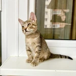 Фото №3 Маленькая котёнка Тина в добрые руки