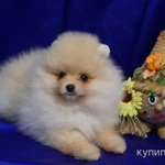 Фото №2 Щенок шпица- девочка