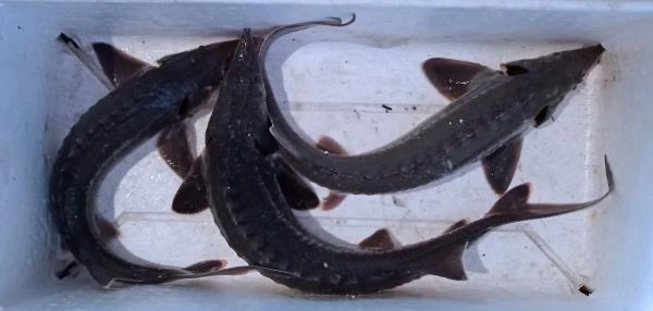 Фото Осетр живой