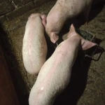 Фото №8 Продаются поросята ландрас