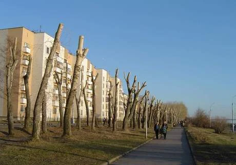 Фото Профессиональный спил деревьев г. Бор