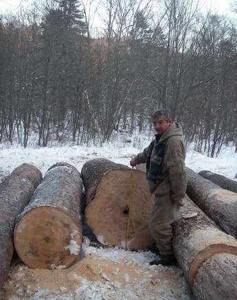 Фото Строительное бревно из кедра.