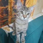 Фото №3 Котенок Нюша в добрые руки