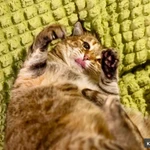 Фото №4 Кругленькая очаровашка кошка Шерочка в дар