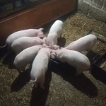 Фото №9 Продаются поросята ландрас