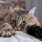 Фото №2 Длинношерстная роскошная красавица кошка Марфа в добрые руки