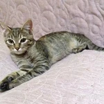 Фото №5 Маленькая королева Кетти в добрые руки