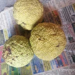 Фото №3 Адамово яблоко. Цена за 1 кг.