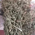 Фото №6 Болиголов. Цена за 100 грамм.