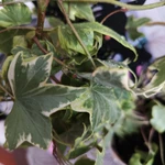 Фото №9 Плющ комнатный Хедера