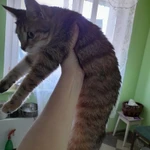 Кото-детка ищет дом