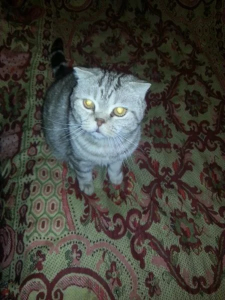 Фото Котик в добрые руки