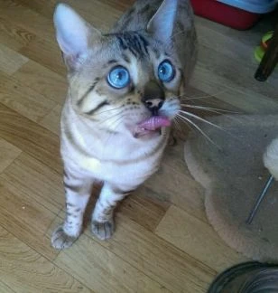 Фото Вязка с классным котом