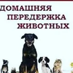 Передержка питомца домашнего