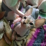Фото №6 ЛАСКОВЫЕ И НЕЖНЫЕ КОТОДЕТКИ