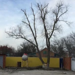 Фото №3 Спил деревьев