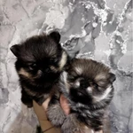 Фото №8 Щенки померанского шпица