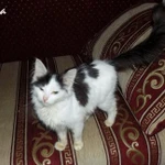 Фото №4 Доставка симпатичного котенка на новоселье (выбор)